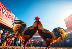 Live cockfighting match showcasing SV368's vibrant atmosphere on sv368win.live.